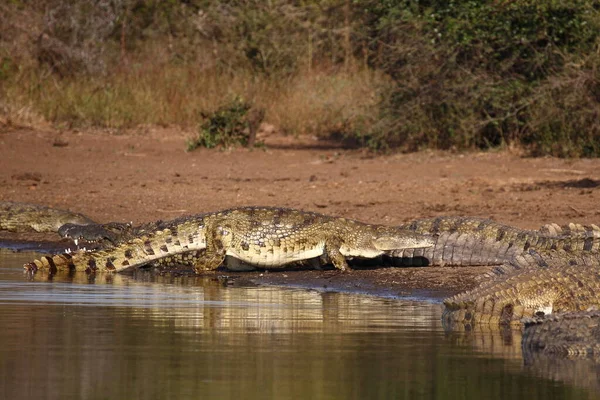 Nilkrokodil Nile Crocodile Crocodylus Niloticus — ストック写真