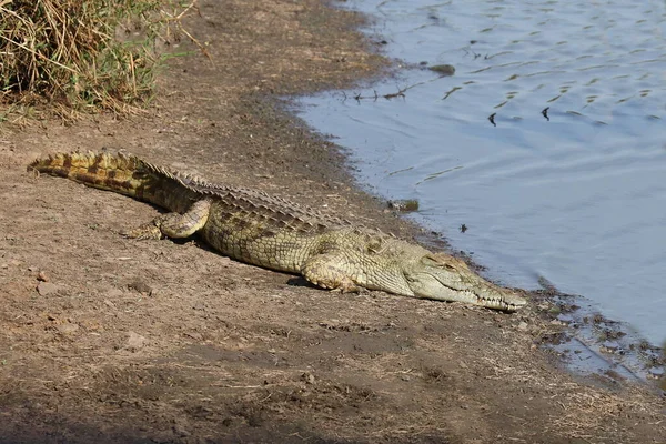 Nilkrokodil Nile Crocodile Crocodylus Niloticus — Stock Fotó