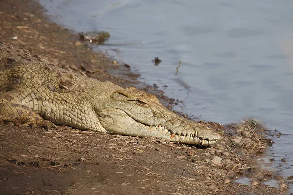 Nilkrokodil Nile Crocodile Crocodylus Niloticus — Stock Fotó