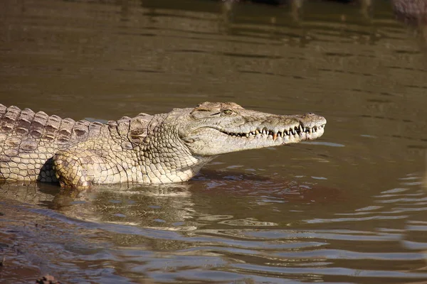 Nilkrokodil Nile Crocodile Crocodylus Niloticus — Stock Fotó