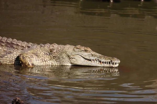 Nilkrokodil Nile Crocodile Crocodylus Niloticus — Stockfoto