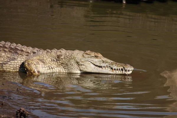 Nilkrokodil Nile Crocodile Crocodylus Niloticus —  Fotos de Stock