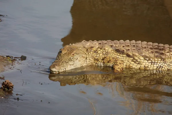 Nilkrokodil Nile Crocodile Crocodylus Niloticus — Stok fotoğraf
