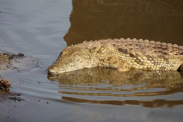 Nilkrokodil Nile Crocodile Crocodylus Niloticus — Foto de Stock