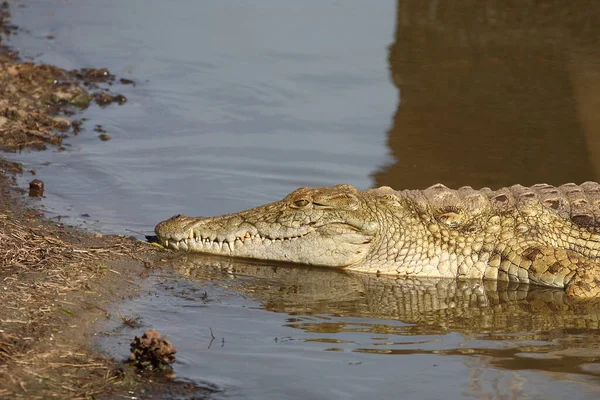 Nilkrokodil Nile Crocodile Crocodylus Niloticus —  Fotos de Stock