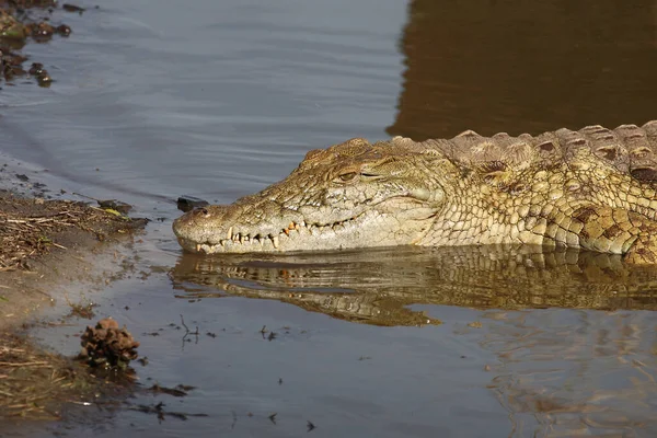 Nilkrokodil Nile Crocodile Crocodylus Niloticus —  Fotos de Stock