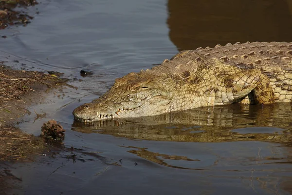 Nilkrokodil Nile Crocodile Crocodylus Niloticus — 스톡 사진