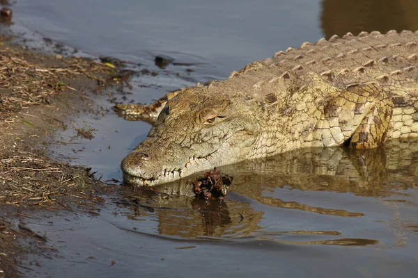 Nilkrokodil Nile Crocodile Crocodylus Niloticus — Stock fotografie