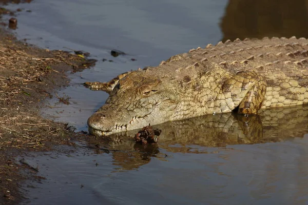 Nilkrokodil Nile Crocodile Crocodylus Niloticus — Foto Stock