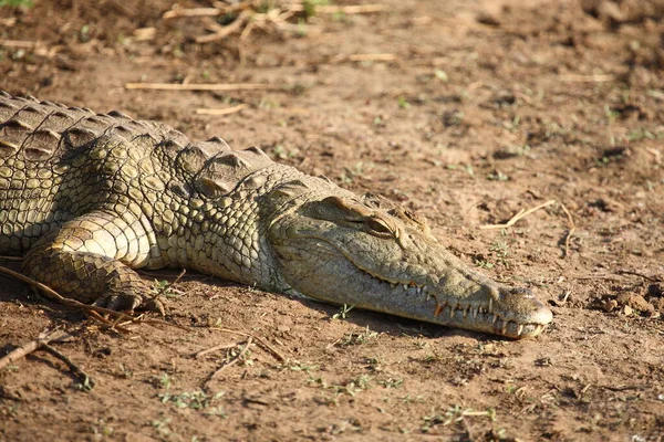 Nilkrokodil Nile Crocodile Crocodylus Niloticus — стоковое фото