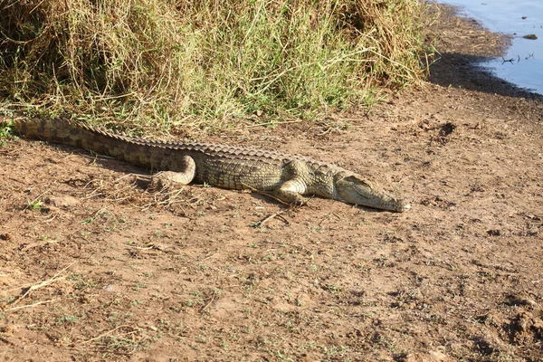 Nilkrokodil Nile Crocodile Crocodylus Niloticus — Foto de Stock