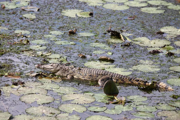 Nilkrokodil Und Libelle Coccodrillo Del Nilo Dragon Fly Crocodylus Niloticus — Foto Stock