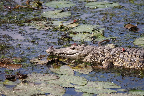 Nilkrokodil Und Libelle Crocodilo Nilo Mosca Dragão Crocodylus Niloticus Anisoptera — Fotografia de Stock