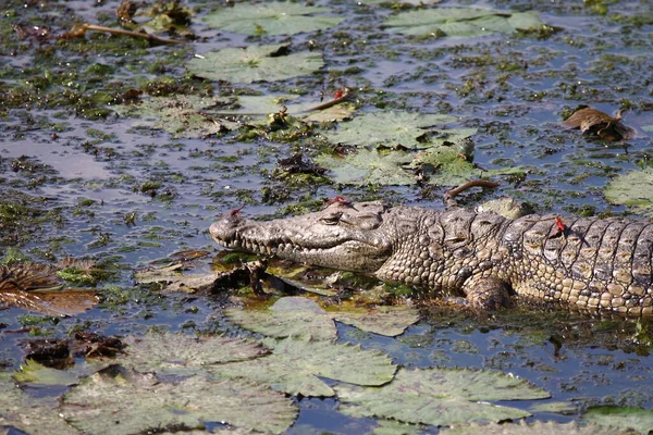 Nilkrokodil Und Libelle Nilkrokodil Und Libelle Crocodylus Niloticus Anisoptera — Stockfoto