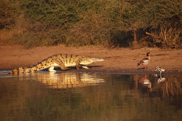 Nilkrokodil Und Nilgans Κροκόδειλος Του Νείλου Και Αιγυπτιακή Χήνα Crocodylus — Φωτογραφία Αρχείου