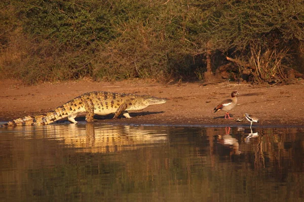 Nilkrokodil Und Nilgans Cocodrilo Del Nilo Ganso Egipcio Crocodylus Niloticus — Foto de Stock