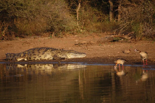 Nilkrokodil Und Nilgans Nile Crocodile Egyptian Goose Crocodylus Niloticus Alopochen — стоковое фото
