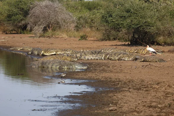 Nilkrokodil Und Nimmersatt Κροκόδειλος Του Νείλου Και Πελαργός Crocodylus Niloticus — Φωτογραφία Αρχείου