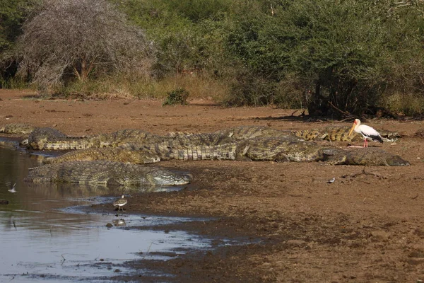 Nilkrokodil Und Nimmersatt Κροκόδειλος Του Νείλου Και Πελαργός Crocodylus Niloticus — Φωτογραφία Αρχείου