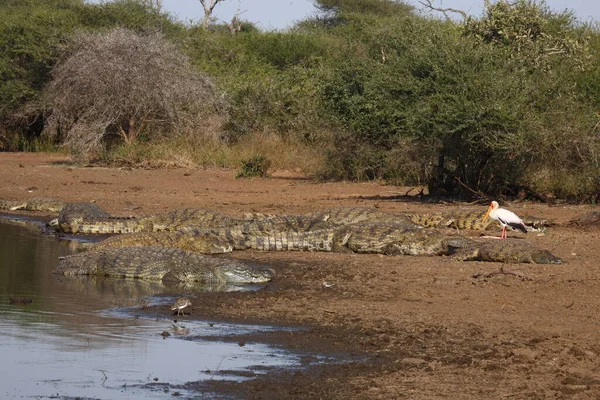 Nilkrokodil Und Nimmersatt Nile Timsahı Sarı Gagalı Leylek Timsah Niloticus — Stok fotoğraf