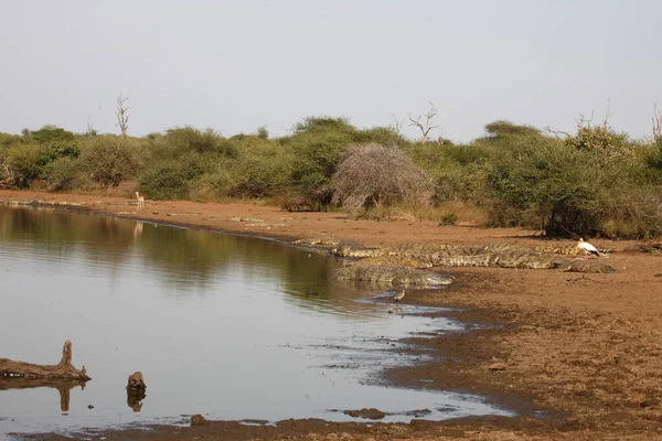 Nilkrokodil Und Nimmersatt Nile Timsahı Sarı Gagalı Leylek Timsah Niloticus — Stok fotoğraf