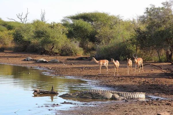 Nilkrokodil Und Schwarzfersenantilope Crocodilo Nilo Impala Crocodylus Niloticus Aepyceros Melampus — Fotografia de Stock