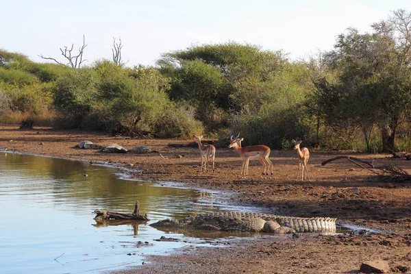 Nilkrokodil Und Schwarzfersenantilope Nilkrokodil Och Impala Crocodylus Niloticus Aepyceros Melampus — Stockfoto