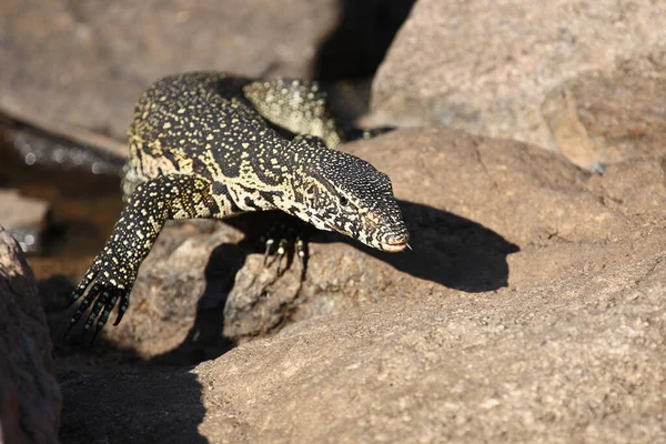 Nilwaran Nile Monitor Varanus Niloticus — Zdjęcie stockowe