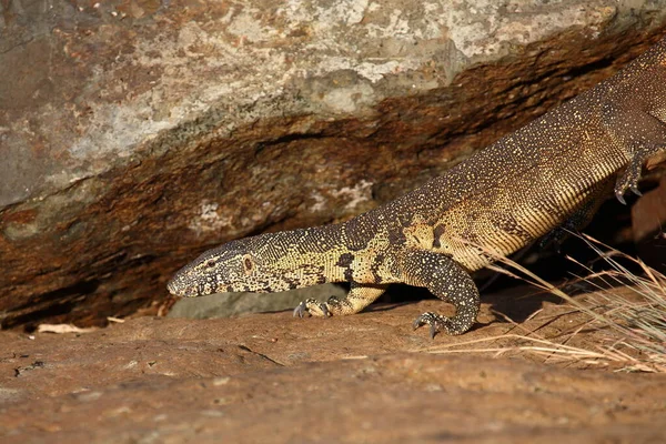 Nilwaran Nile Monitor Varanus Niloticus — Zdjęcie stockowe