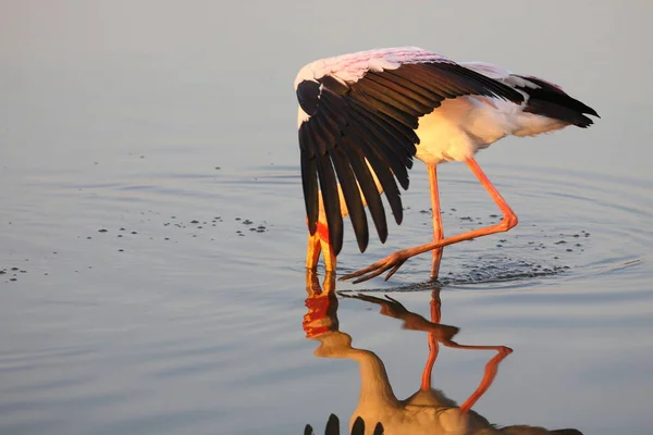 Nimmersatt Yellow Billed Stork Mycteria Ibis — Stockfoto