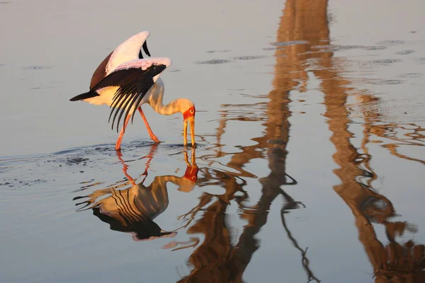 Nimmersatt Yellow Billed Stork Mycteria Ibis — Zdjęcie stockowe