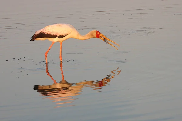 Nimmersatt Yellow Billed Stork Mycteria Ibi — Stock Photo, Image