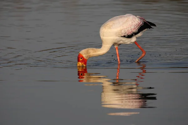 Nimmersatt Yellow Billed Stork Mycteria Ibis — Fotografia de Stock