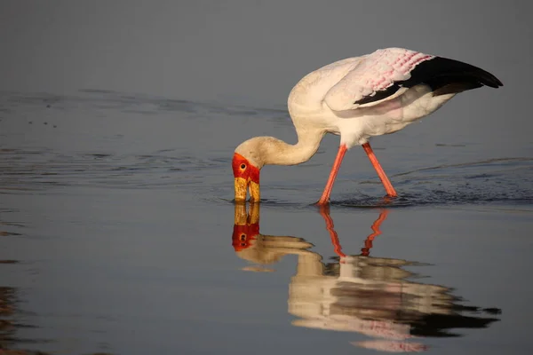 Nimmersatt Yellow Billed Stork Mycteria Ibis — Zdjęcie stockowe