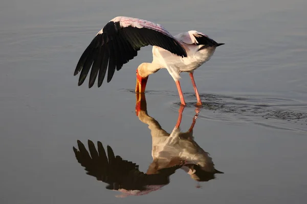 Nimmersatt Yellow Billed Stork Mycteria Ibis — Fotografia de Stock