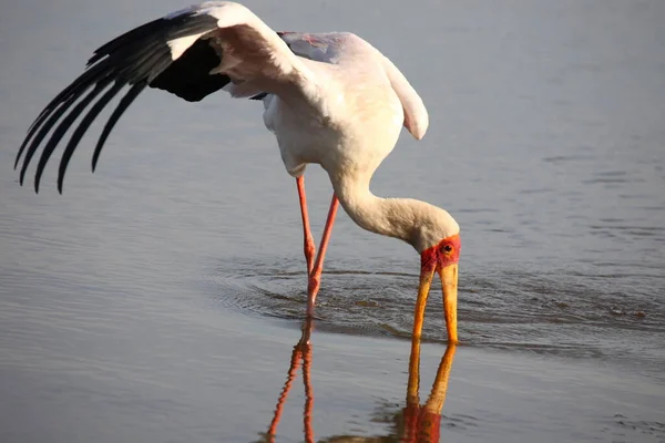 Nimmersatt Yellow Billed Stork Mycteria Ibis — Stockfoto