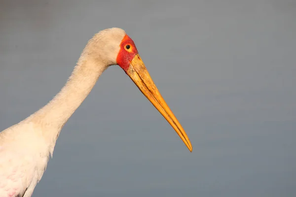 Nimmersatt Yellow Billed Stork Mycteria Ibis — Stock Photo, Image