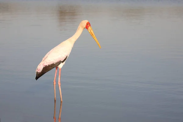 Nimmersatt Yellow Billed Stork Mycteria Ibis — Fotografia de Stock