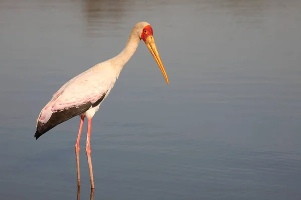 Nimmersatt Yellow Billed Stork Mycteria Ibis — Zdjęcie stockowe