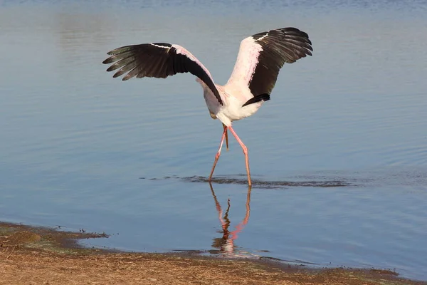 Nimmersatt Yellow Billed Stork Mycteria Ibis — Stock Fotó