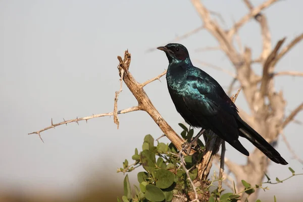 Riesenglanzstar Burchell Starling Lamprotornis Australis — Foto Stock