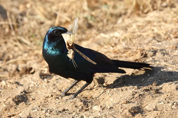 Riesenglanzstar Burchell Starling Lamprotornis Australis — Foto Stock