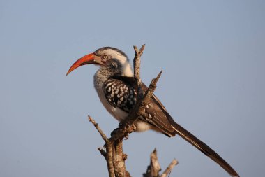Rotschnabeltoko / Red-billed hornbill / Tockus erythrorhynchus