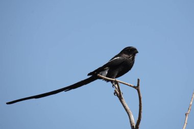 Schachwuerger / Uzun Kuyruklu Örümcekkuşu - Saksağan Örümceği / Lanius Schach