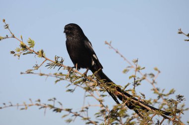 Schachwuerger / Uzun Kuyruklu Örümcekkuşu - Saksağan Örümceği / Lanius Schach