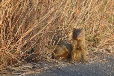 Schlankmanguste / Slender mongoose / Galerella sanguinea