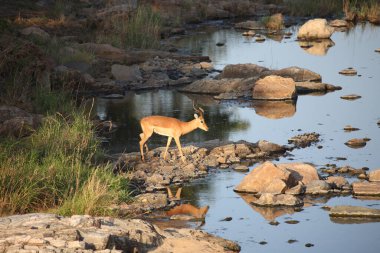 Schwarzfersenantilope / Impala / Aepyceros melampus