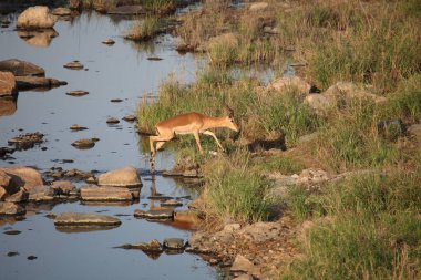 Schwarzfersenantilope / Impala / Aepyceros melampus