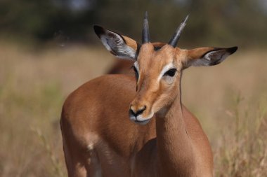 Schwarzfersenantilope / Impala / Aepyceros melampus