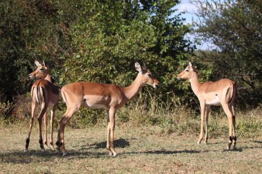 Schwarzfersenantilope / Impala / Aepyceros melampus